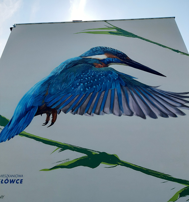 Mural zimorodka w Krakowie